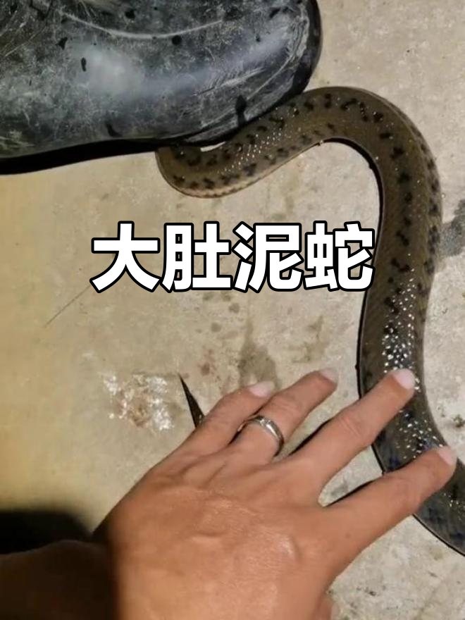 这条泥蛇肚子大得惊人,快生了!