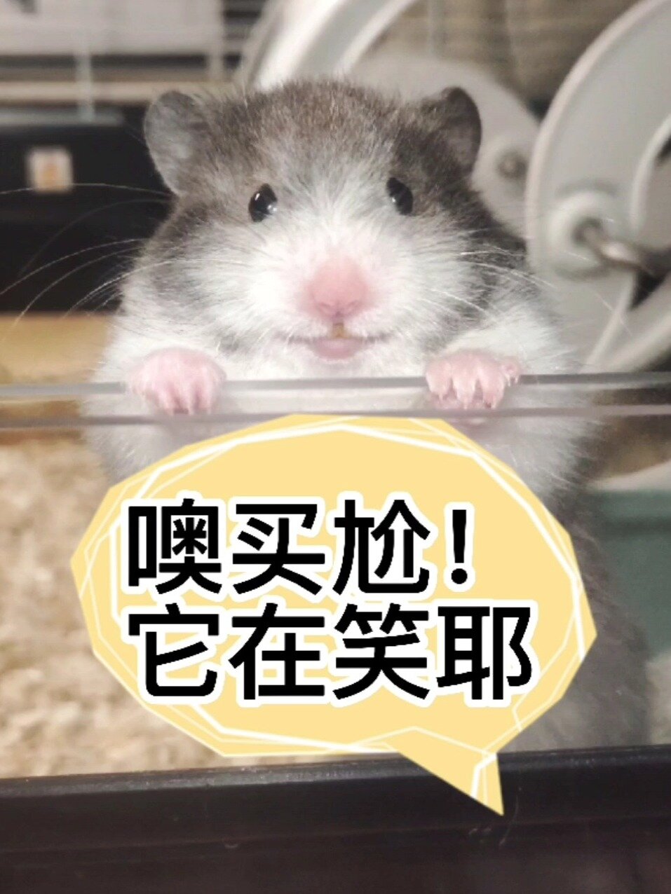 会笑的金丝熊,鼠子居然真的会笑耶-度小视