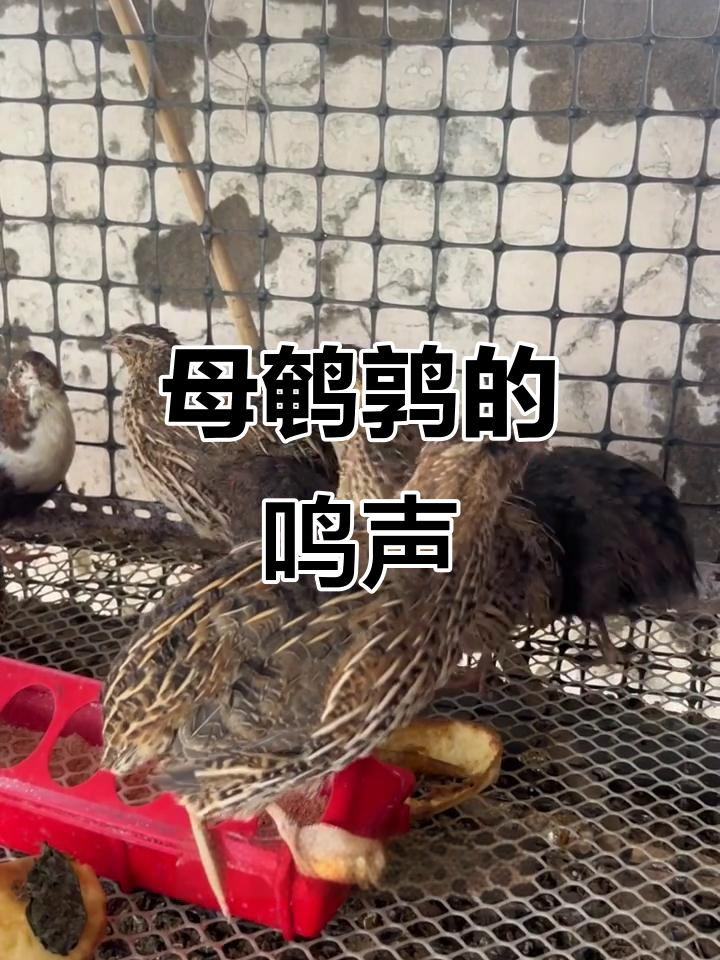 母鹌鹑叫声大揭秘,早晨五点准时开叫!