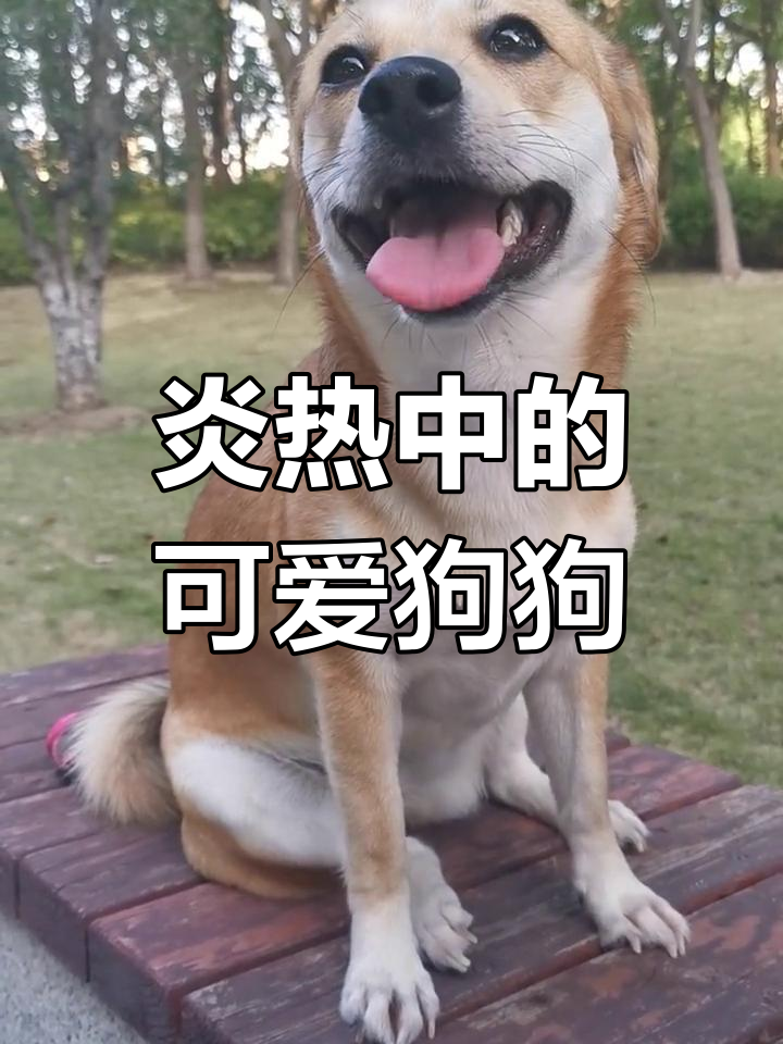 这天气热得不行,狗子吐舌头卖萌,真是让人忍俊不禁