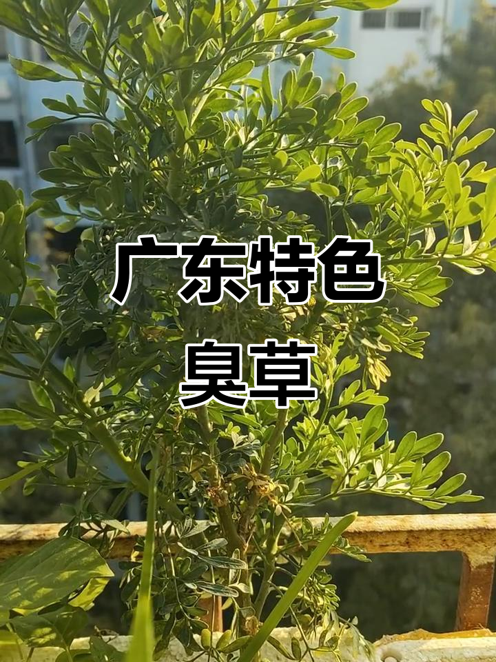 广东人都知道的臭草,炒饭必备的神奇食材