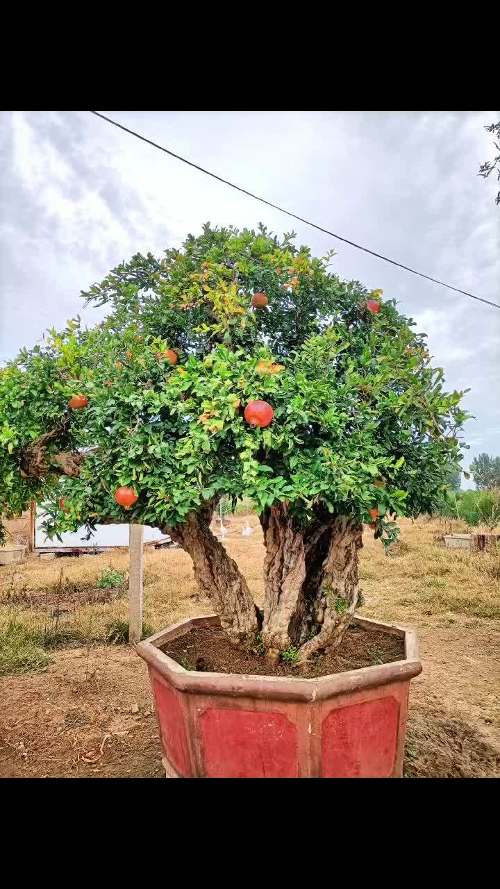 石榴树 最美庭院 园林景观 花园设计 绿植花卉