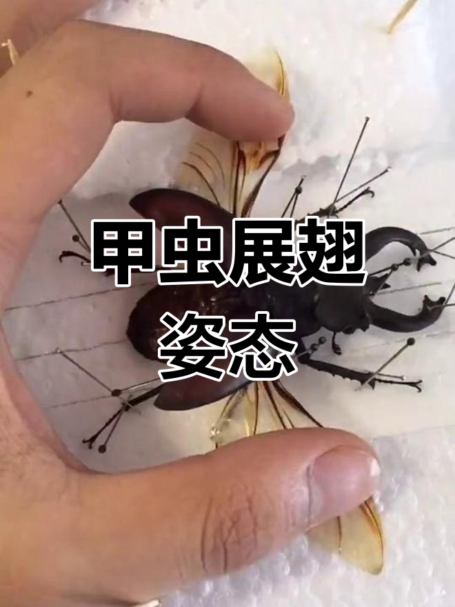 夹夹虫标本展示