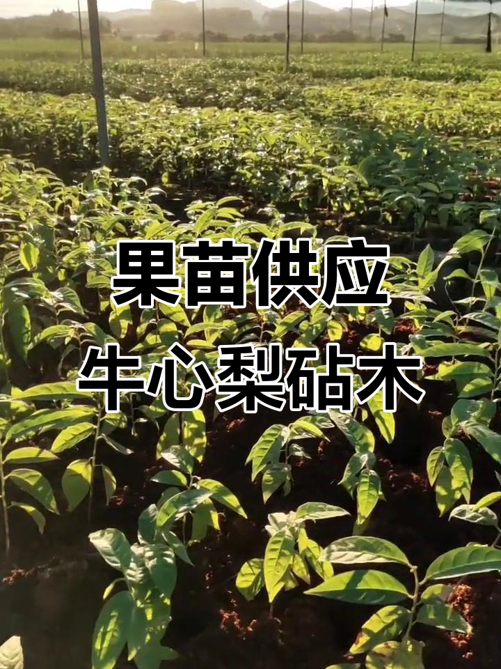 牛心梨砧木苗供应,优质果苗基地直供