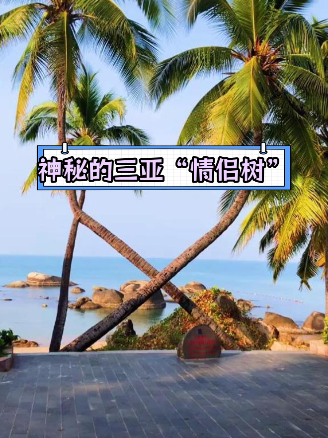 三亚情侣树:椰子树的奇妙传说
