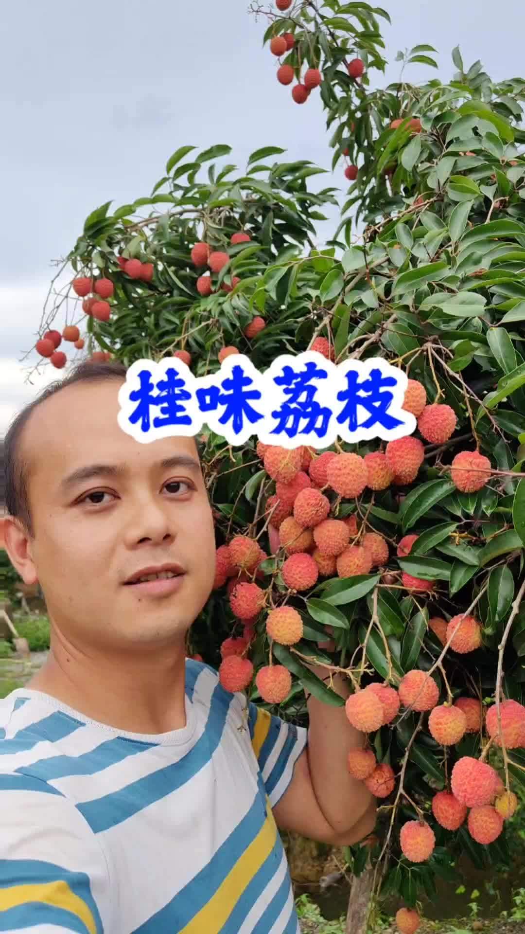 广西灵山县荔枝之乡,灵山龙武桂味荔枝.