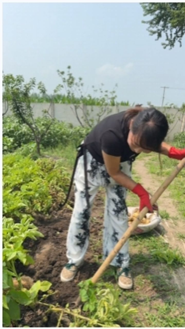 东北农村夏天的幸福,嘎嘎好吃的土豆猴