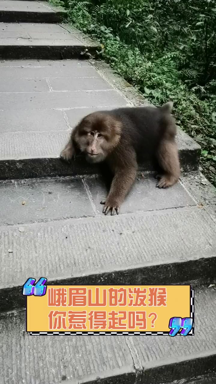 峨眉山泼猴图片