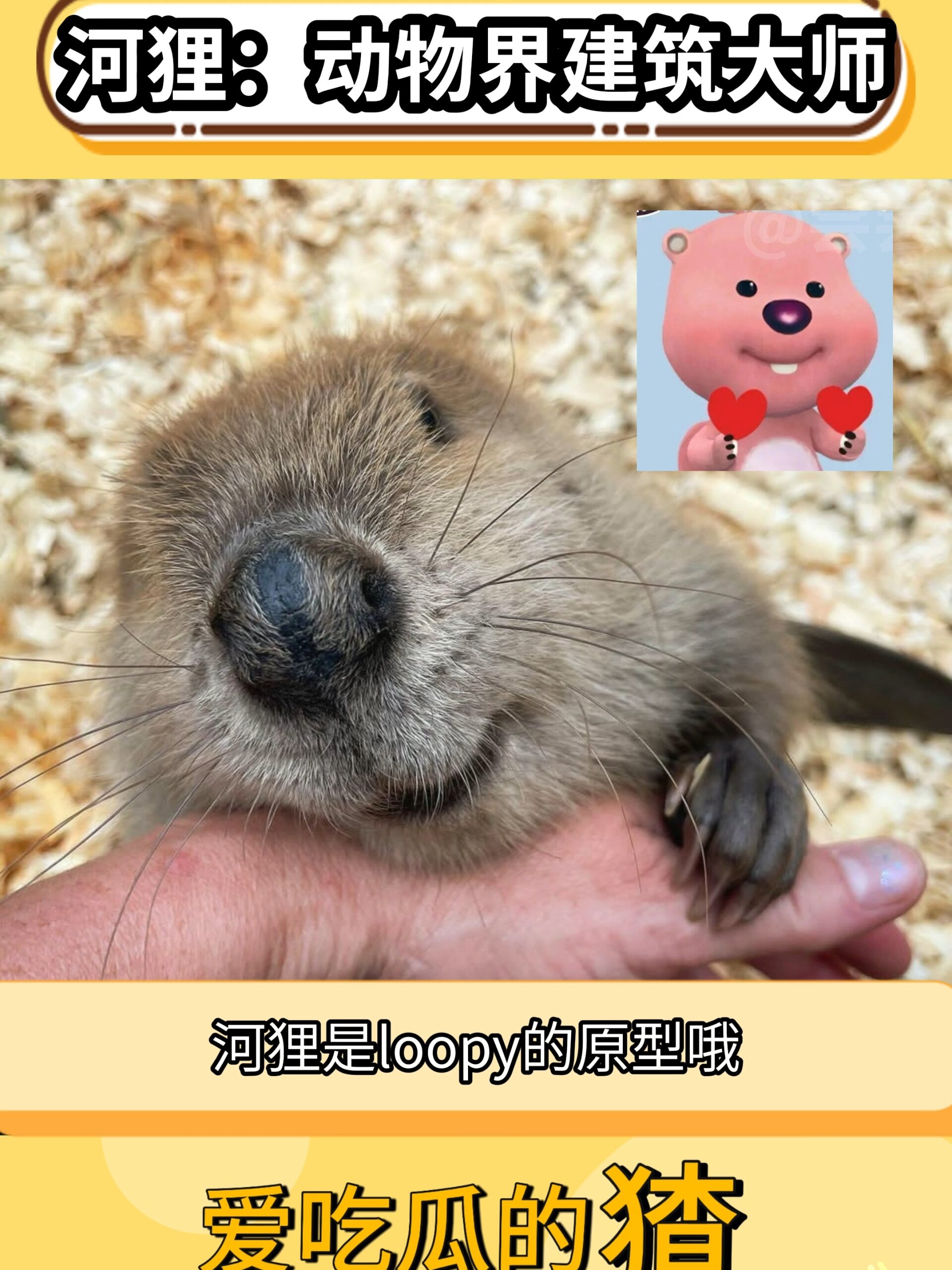 以防你不知道loopy的原型是河狸(海狸)