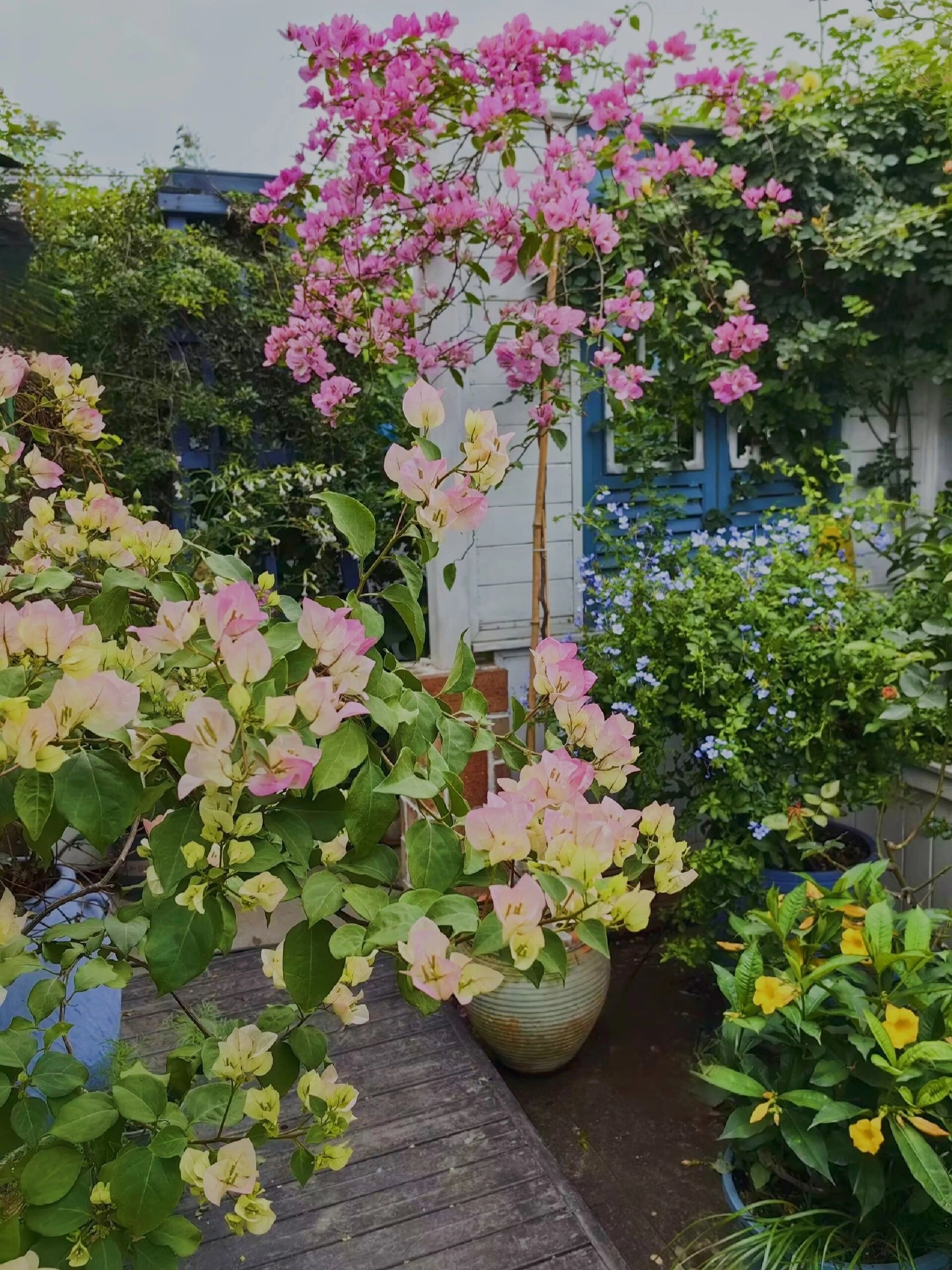 高飘三角梅绿樱树形还要塑一下才更好看