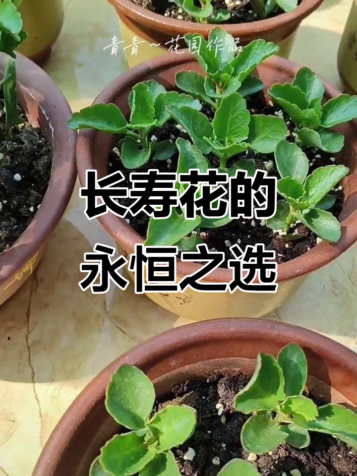 优雅紫,长寿花中的常青品种,五年依旧深爱!