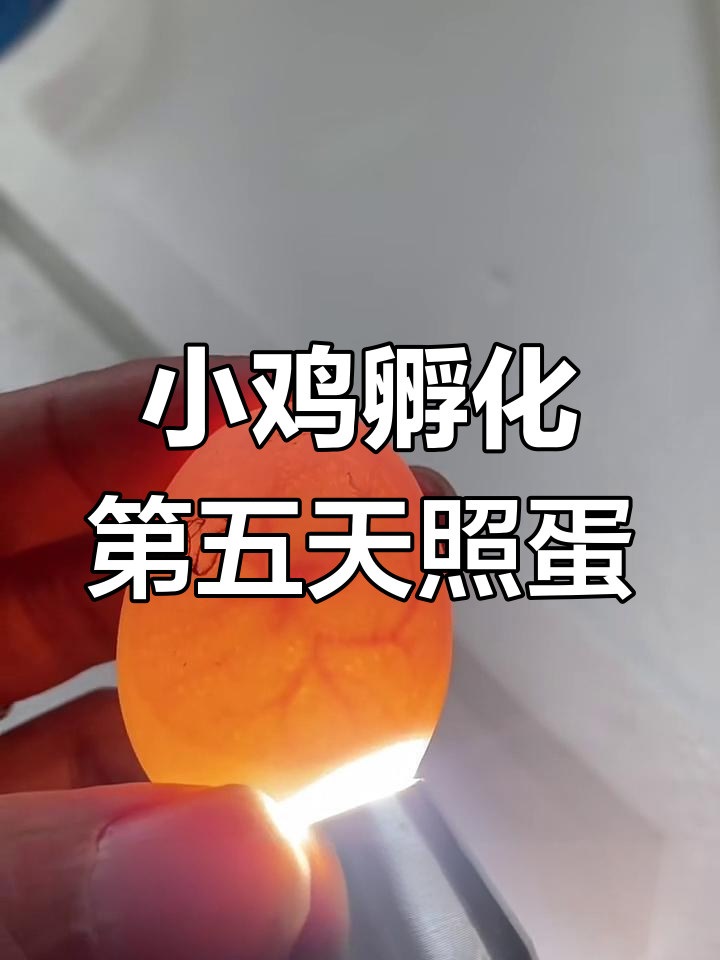 孵化小鸡第五天,照蛋看受精率与死胎情况