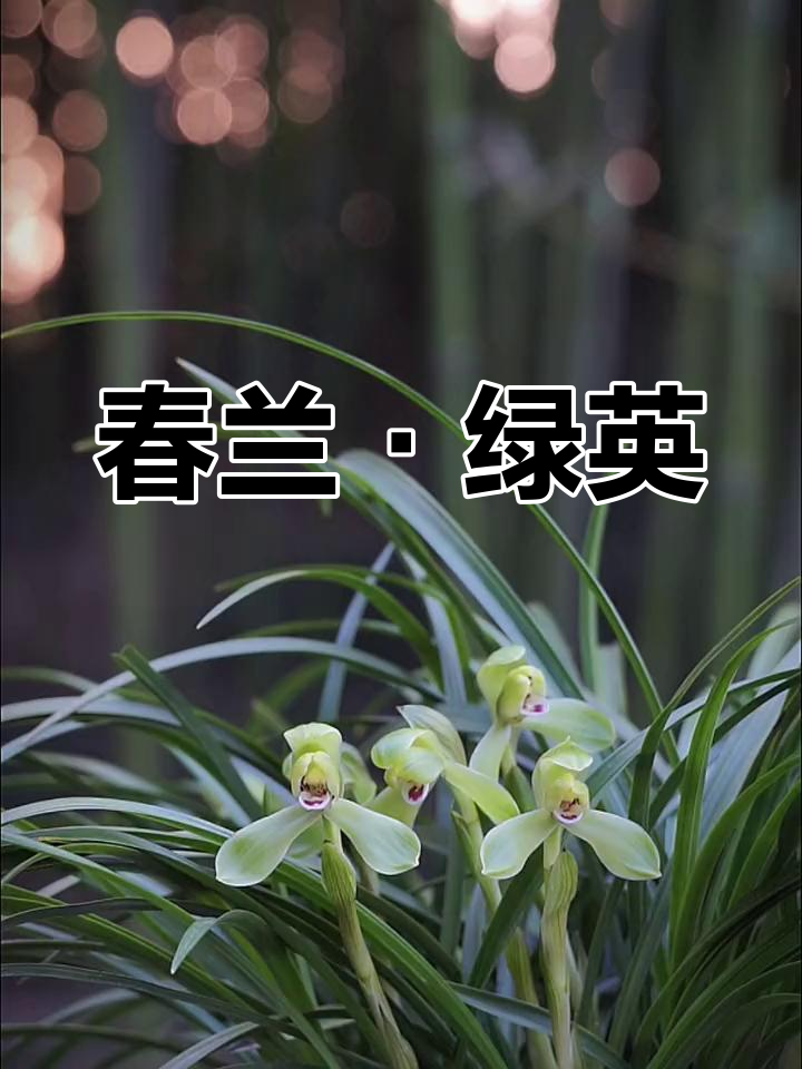 春兰绿英 青杆青花