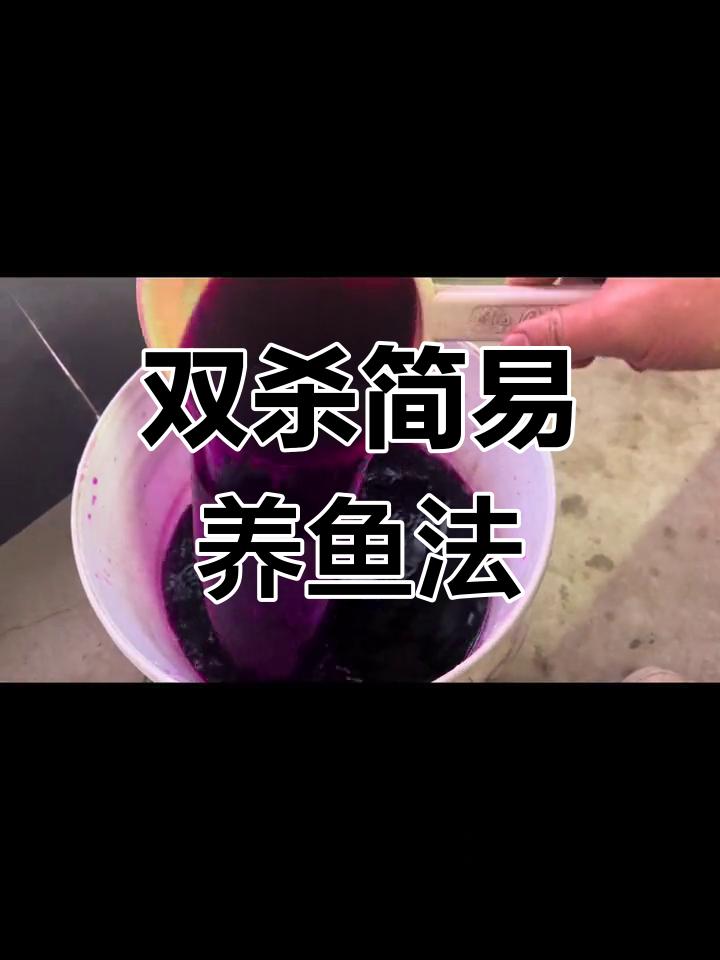 百褶泰狮家养技巧图片