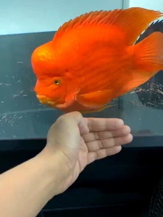 红财神鱼,财神鹦鹉鱼