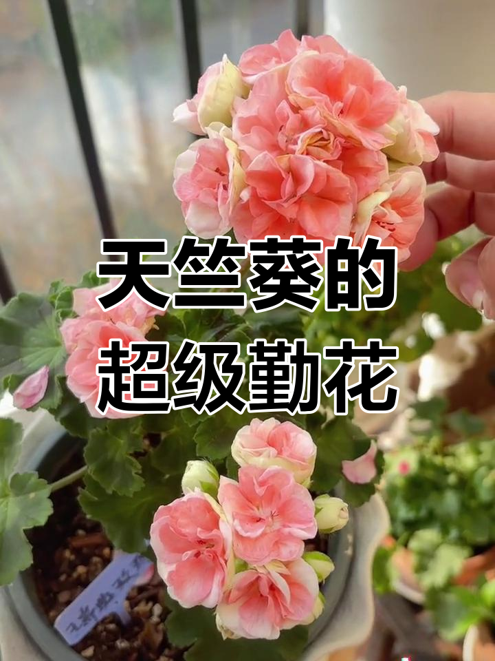 瑞典玫瑰小姐:天竺葵中的美丽品种