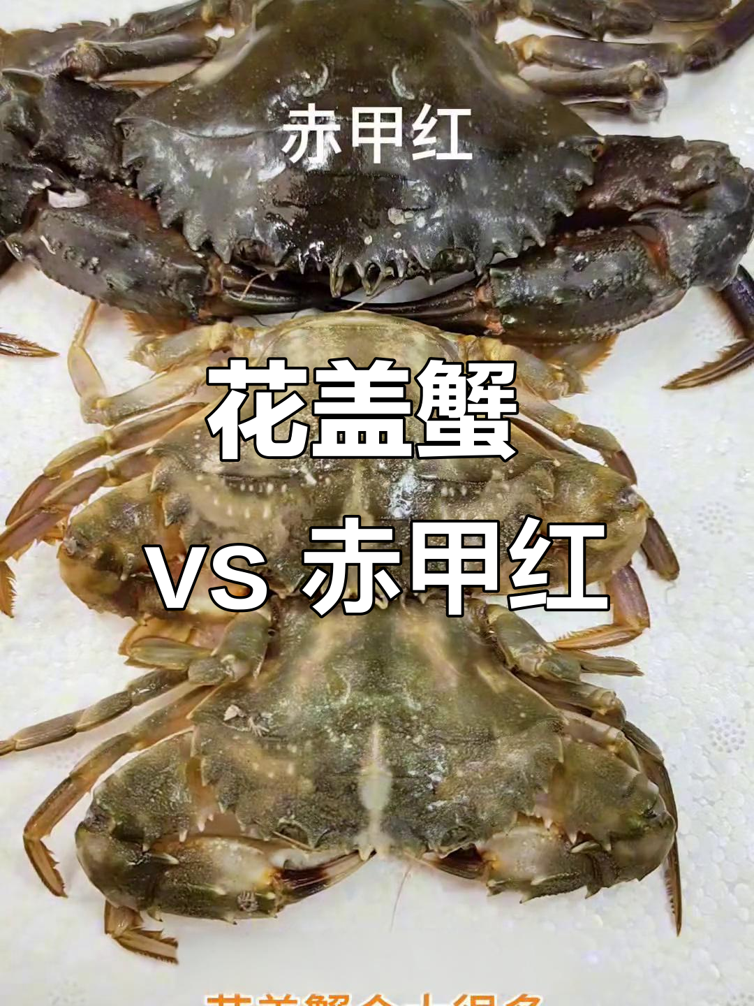 赤甲红与花盖蟹:哪种更肥美?