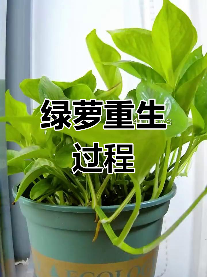 绿萝的生长变化过程图片