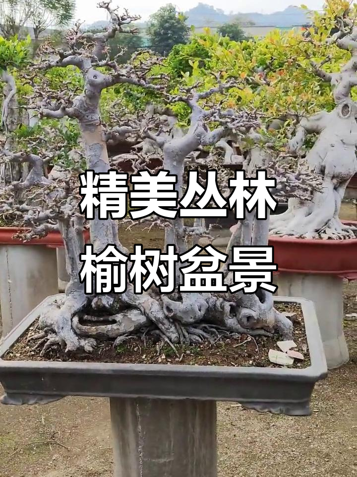 岭南榆树盆景,丛林式老桩展现艺术魅力