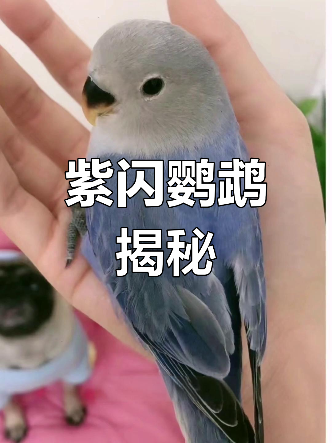 带你深入了解紫闪,牡丹鹦鹉的独特魅力