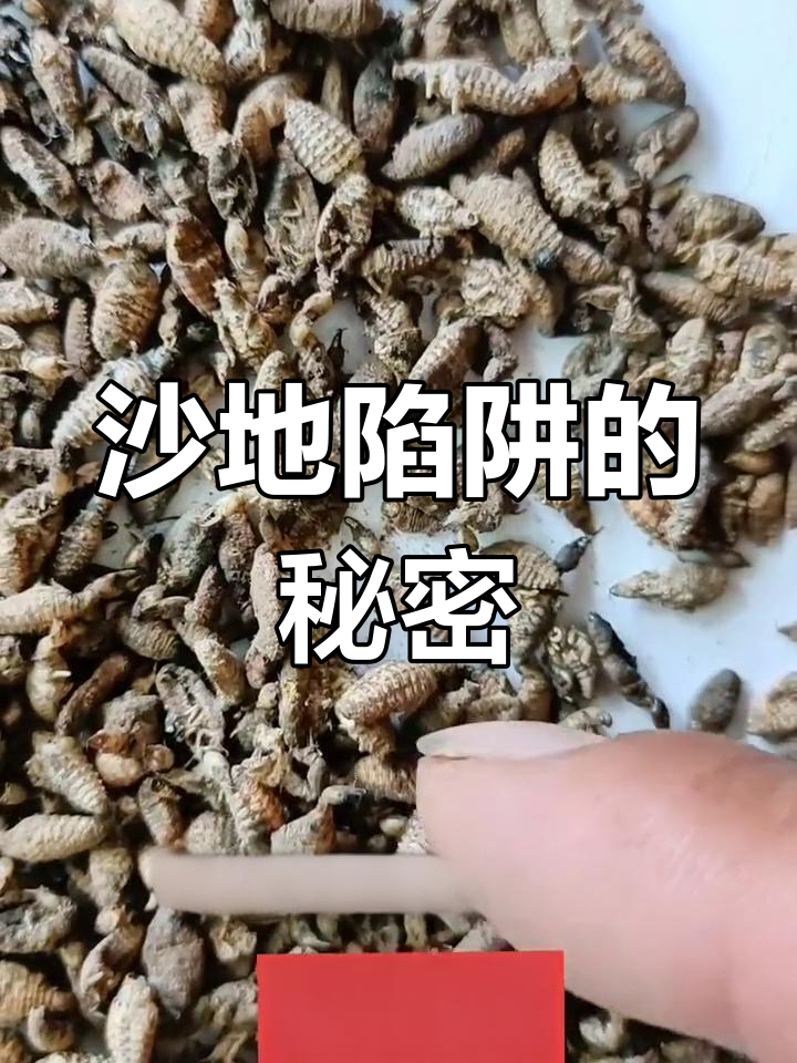 蚁狮的作用和功效图片