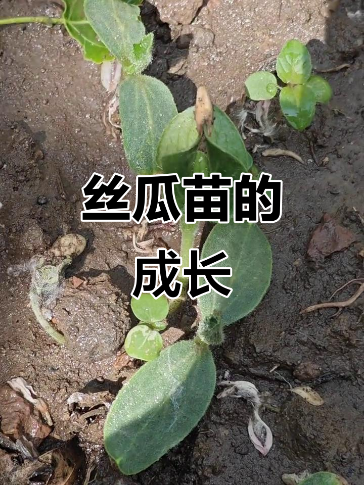 丝瓜幼苗成长记,嫩绿新生命初具雏形