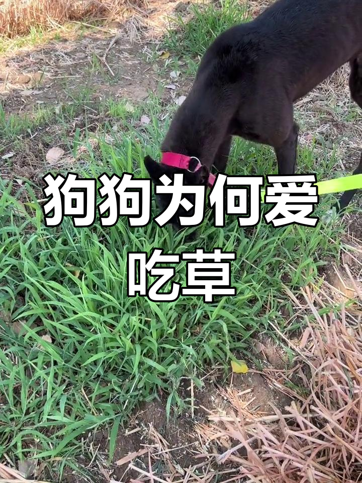 狗为什么要吃草