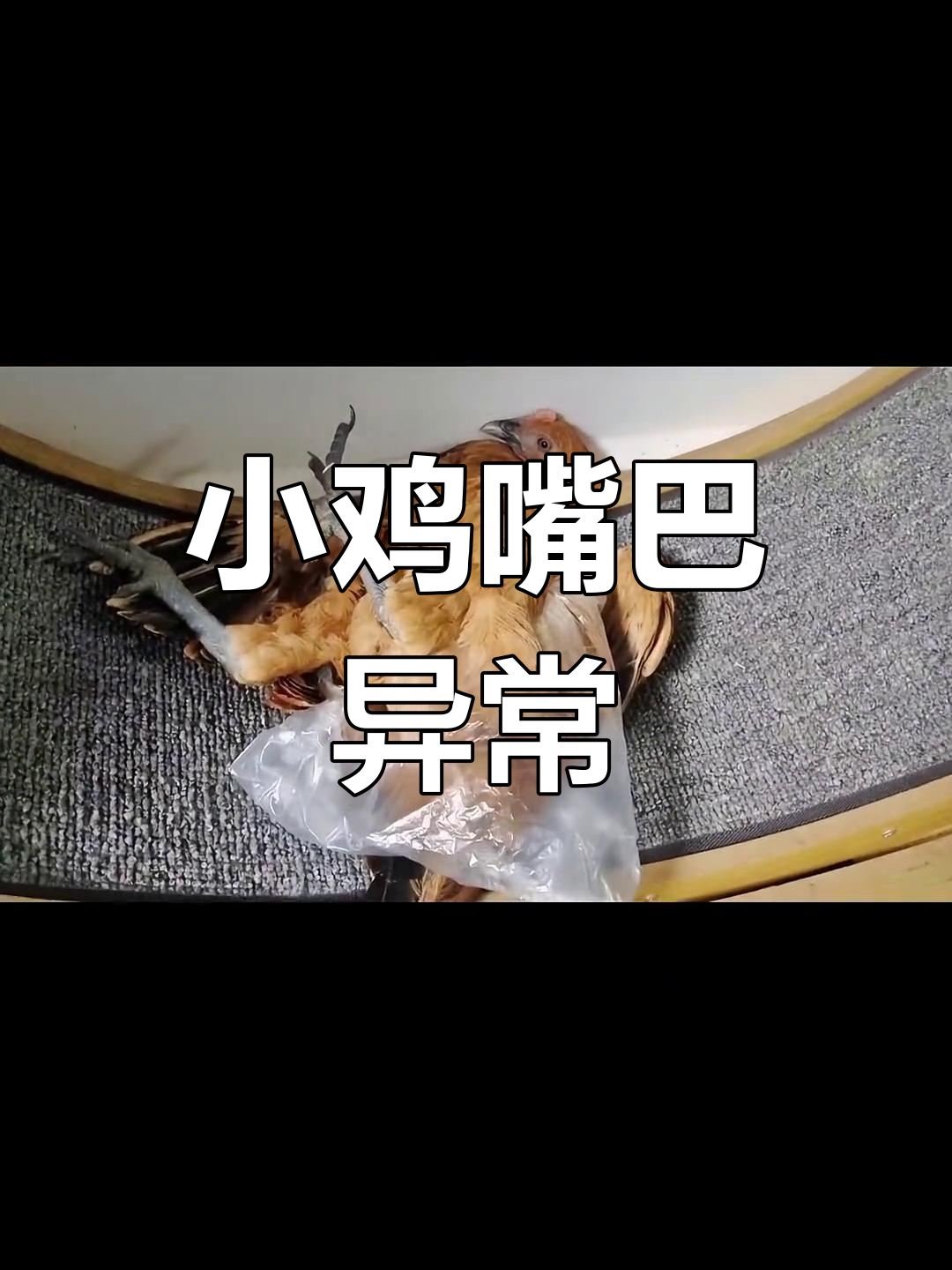 胖墩儿的小鸡嘴巴异常长,究竟是怎么回事呢?