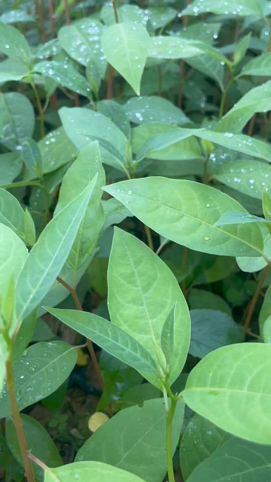 今天装些木姜子苗,什么高产改良纯属扯蛋,你管好了它就高产 中药材 木