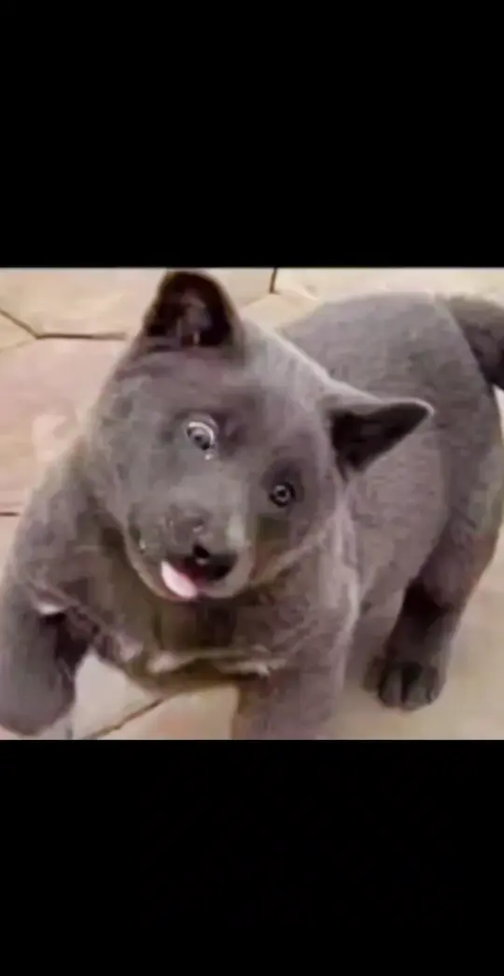 沙雕动物迷惑行为大赏