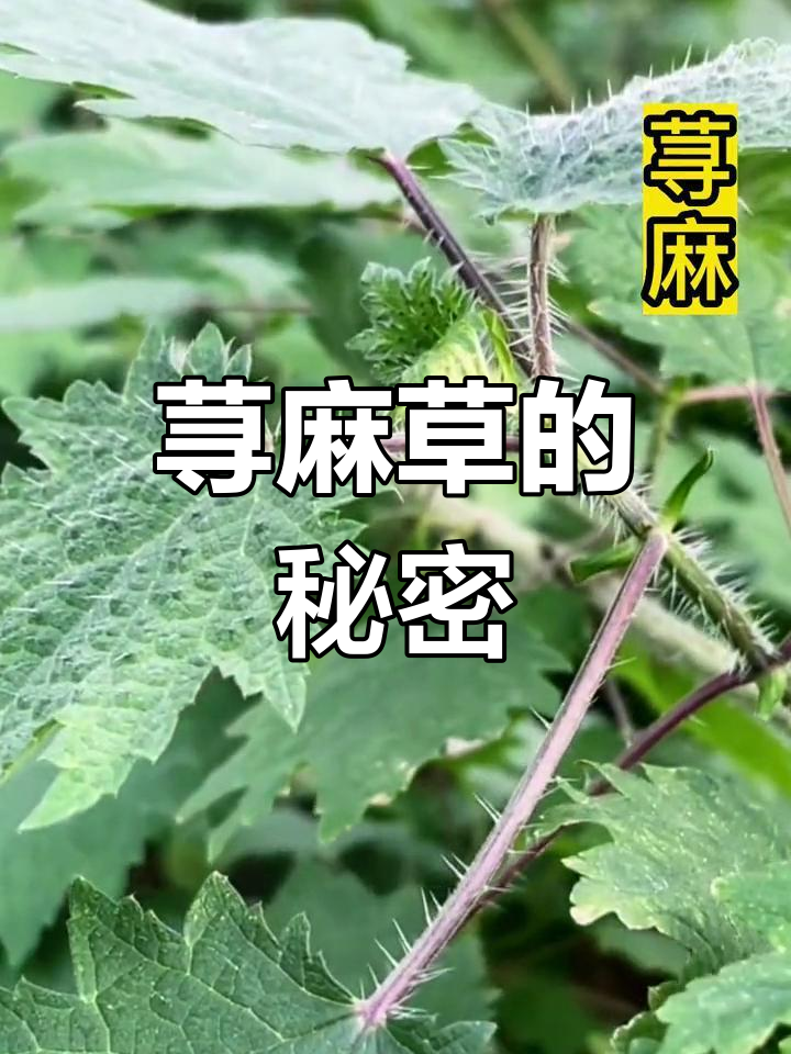 荨麻草:看似凶猛,却能入药!你敢碰它吗?