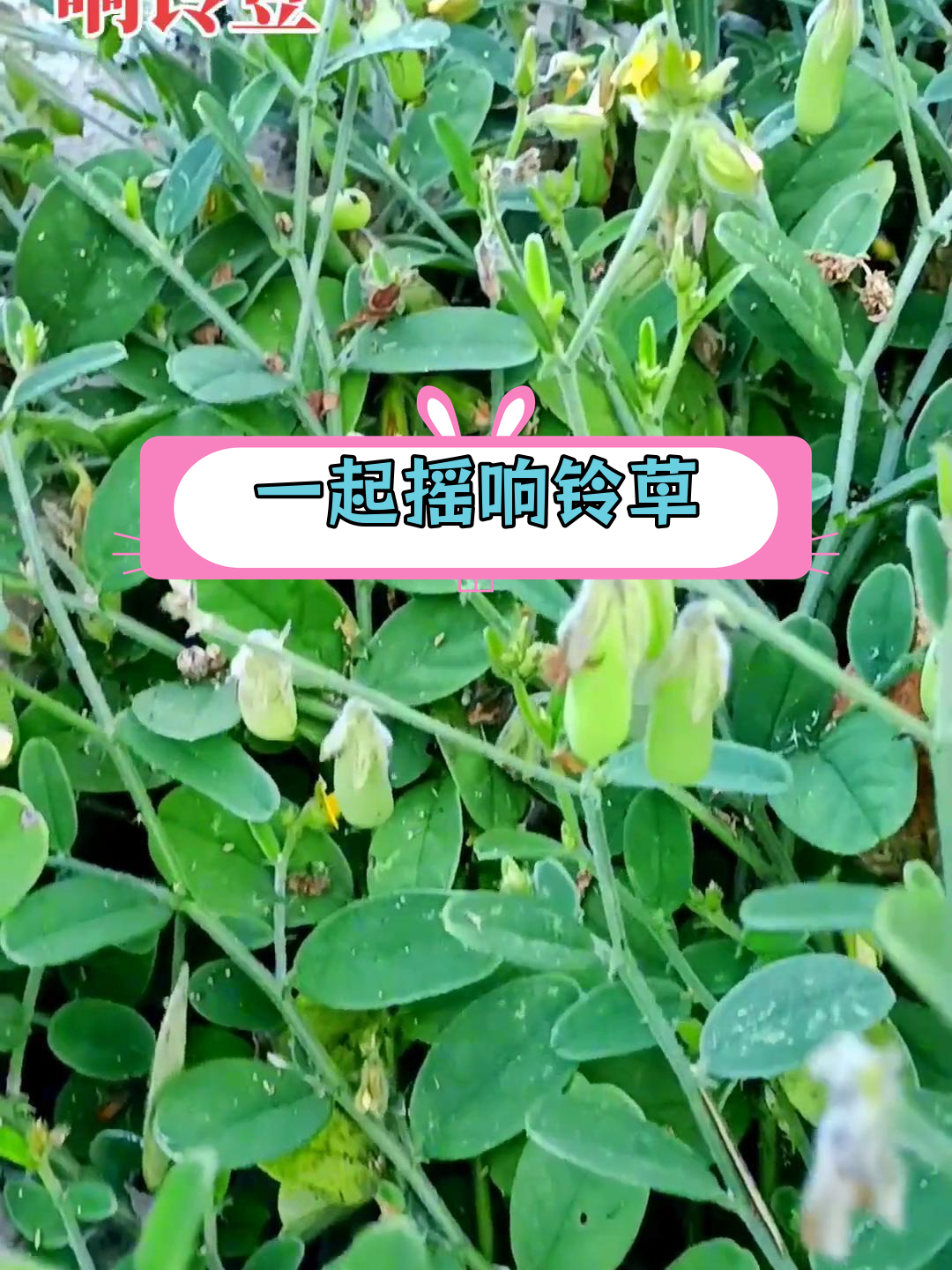 摇动响铃草,感受大自然的馈赠