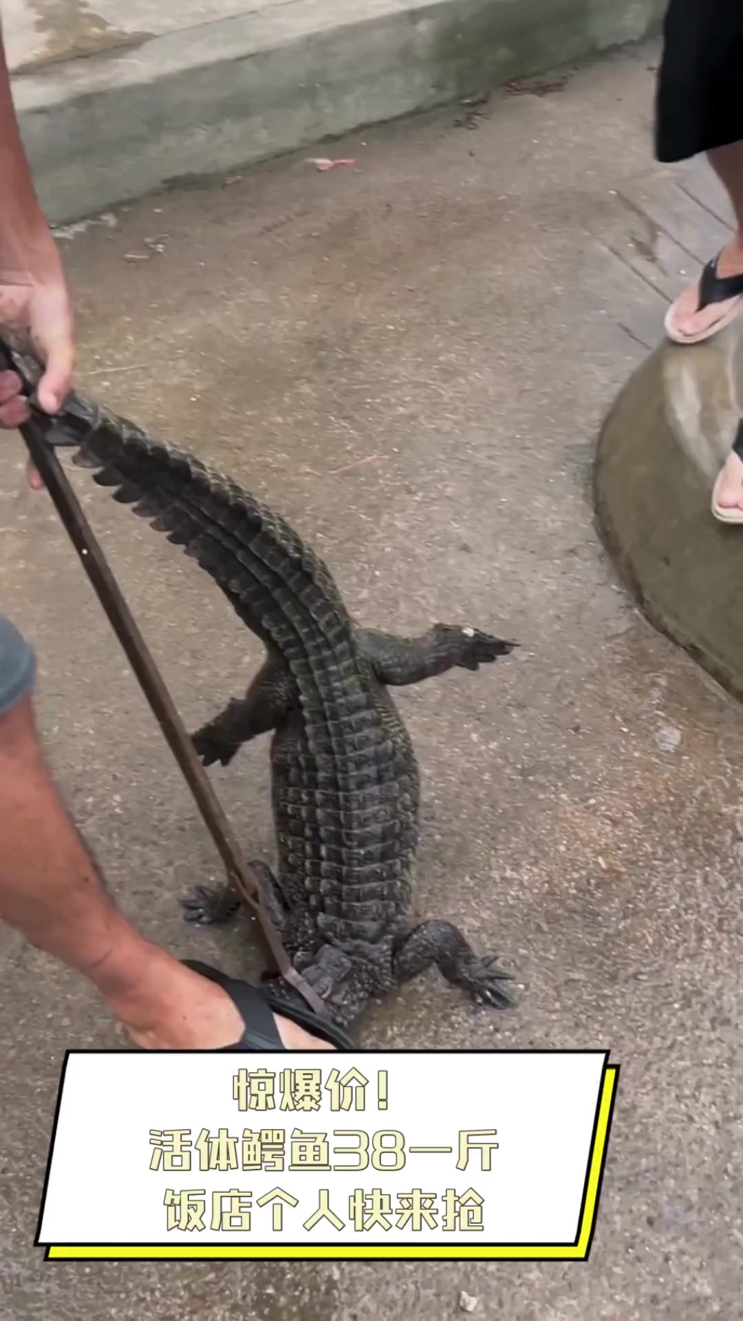 惊爆价!活体鳄鱼38一斤,饭店个人快来抢