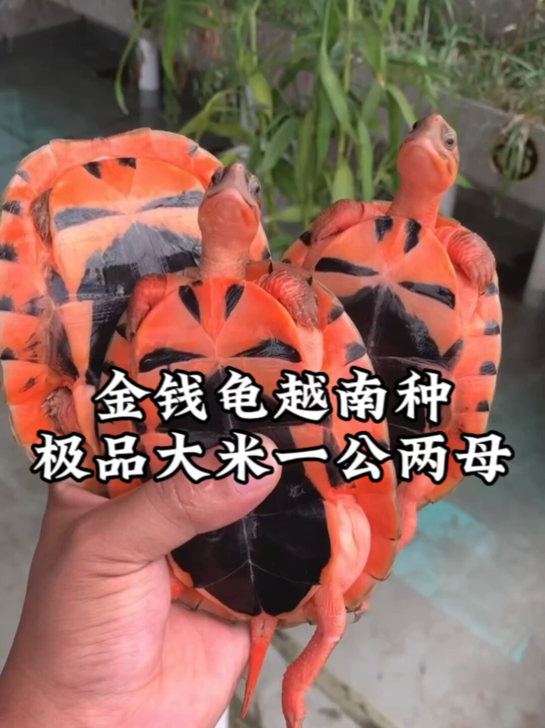 金钱龟越南种一公两母,黄金配对比例