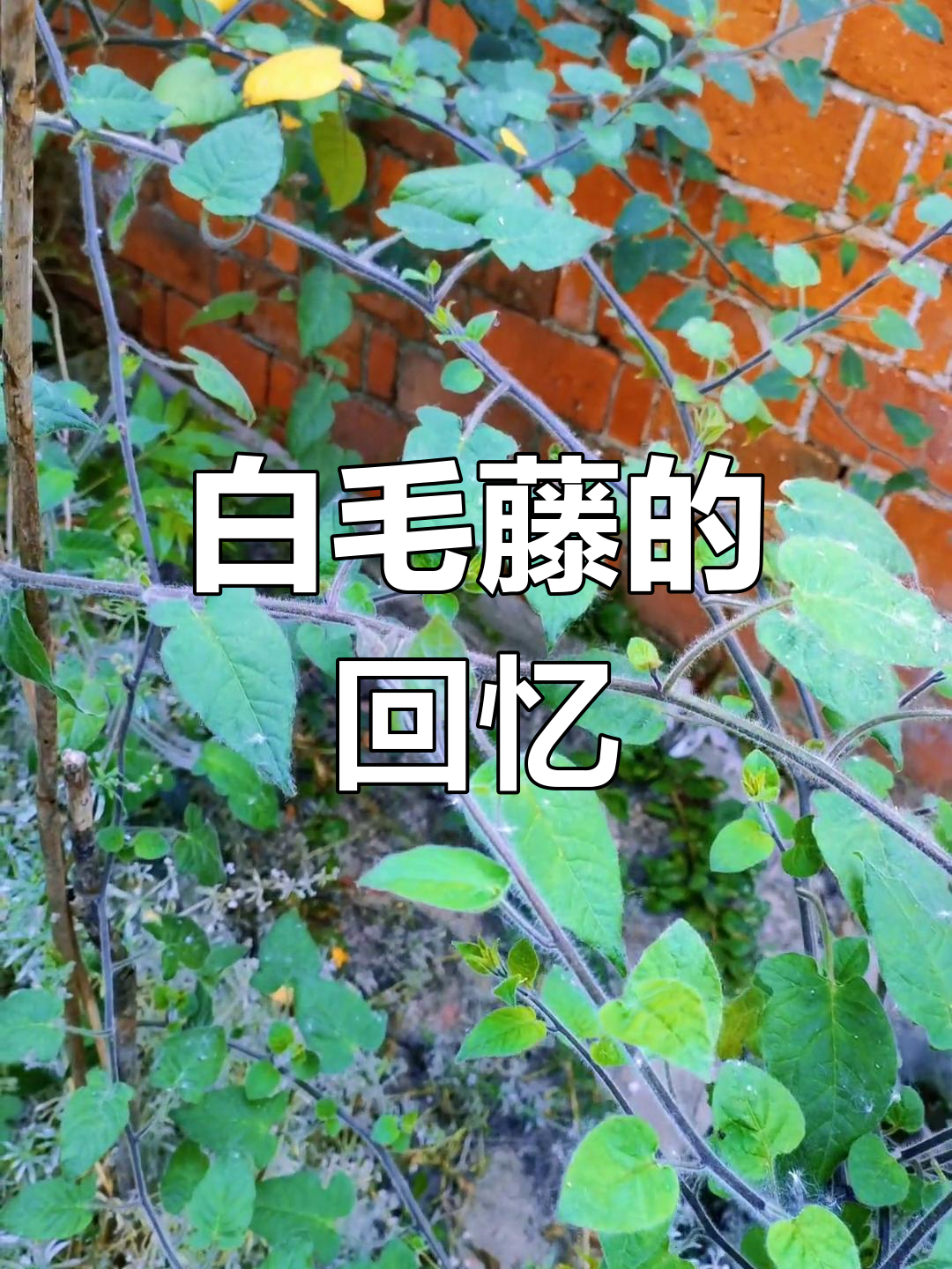 童年记忆中的苦味,白毛藤煮水治愈喉咙痛