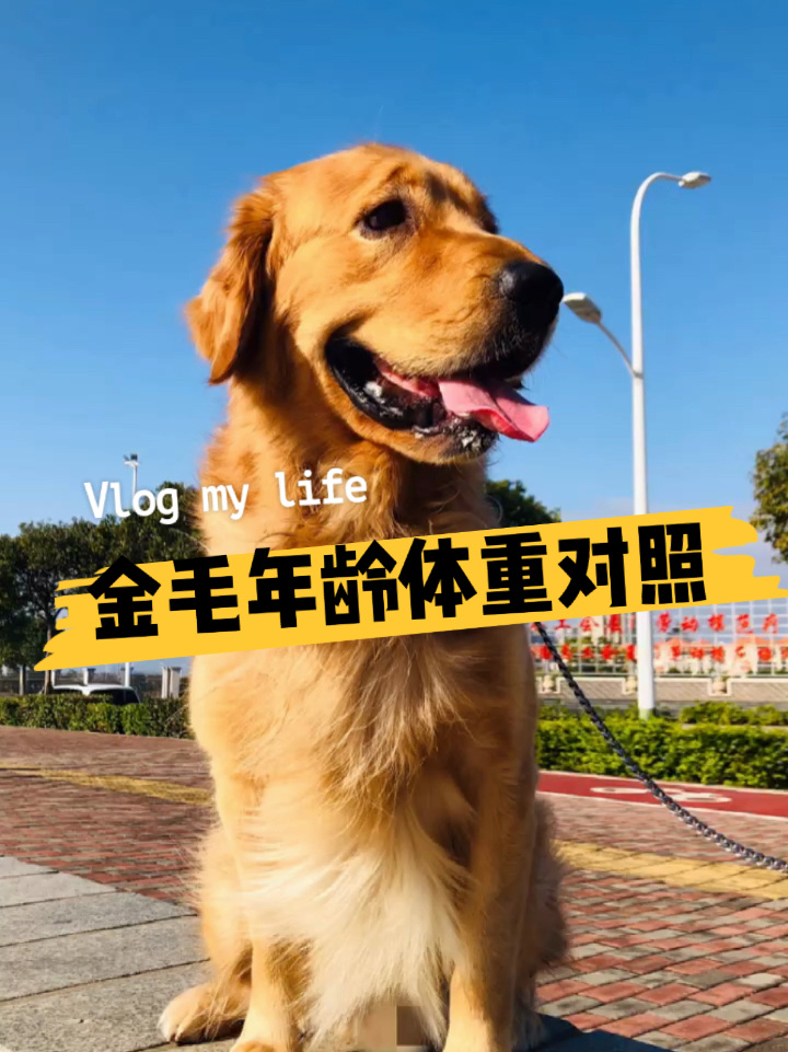 金毛犬体重标准表图片