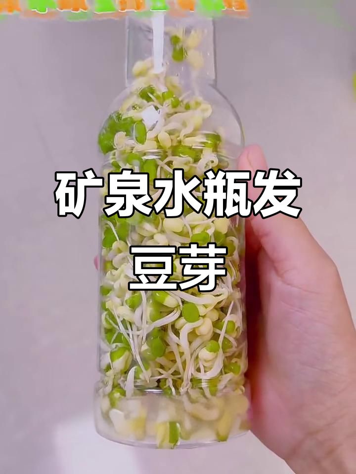 用矿泉水瓶生绿豆芽,简单又环保!三天就能吃上健康小豆芽