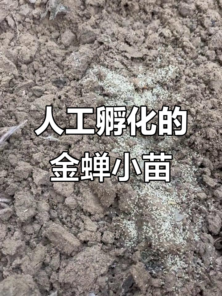 金蝉卵枝孵化实录:人工育苗与林下种植全过程