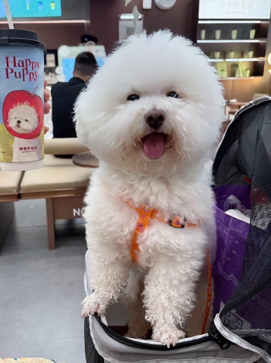 这只狗要成精了 这样萌萌的小毛孩可爱的不像话了 比熊宝宝