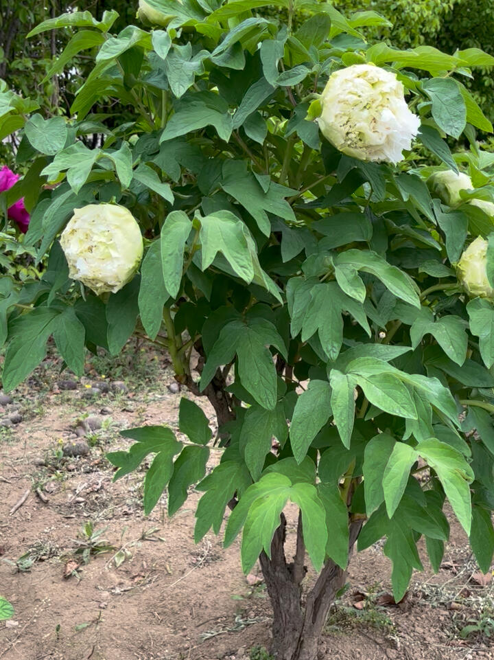 绿色系牡丹:春柳