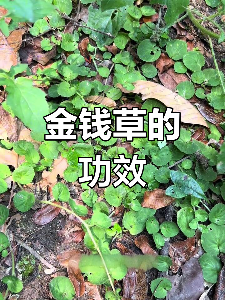 金钱草的神奇作用,你了解吗?