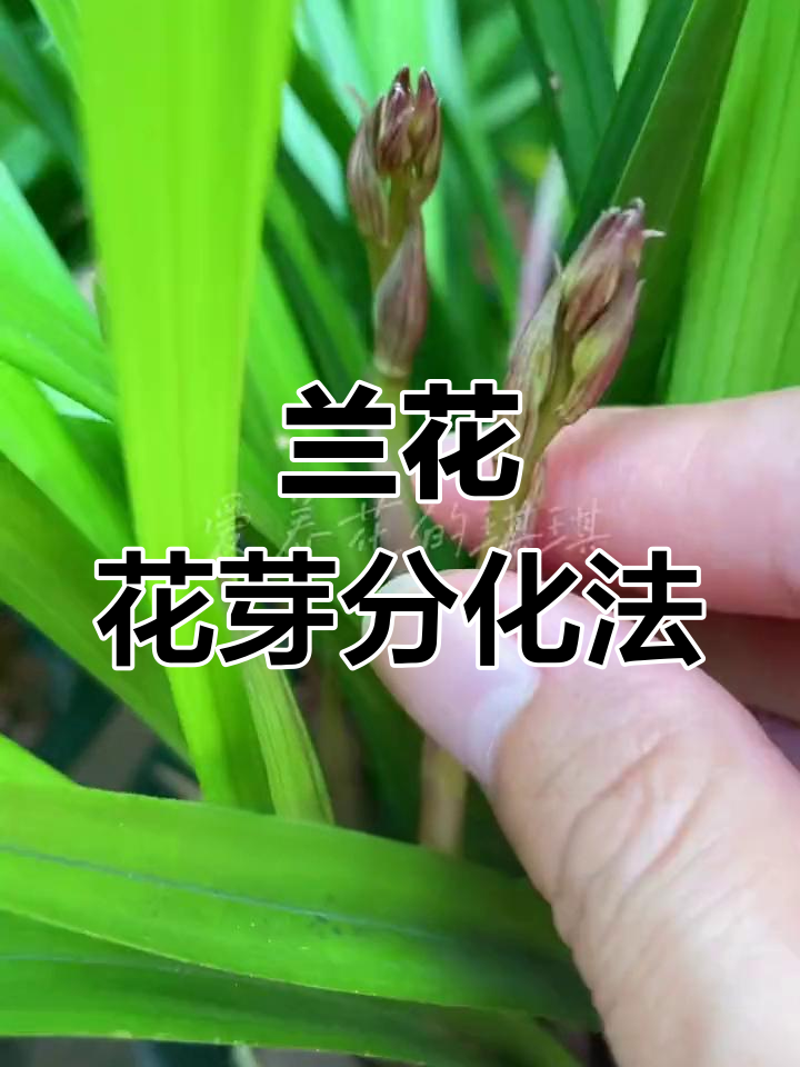 兰花催花技巧图片