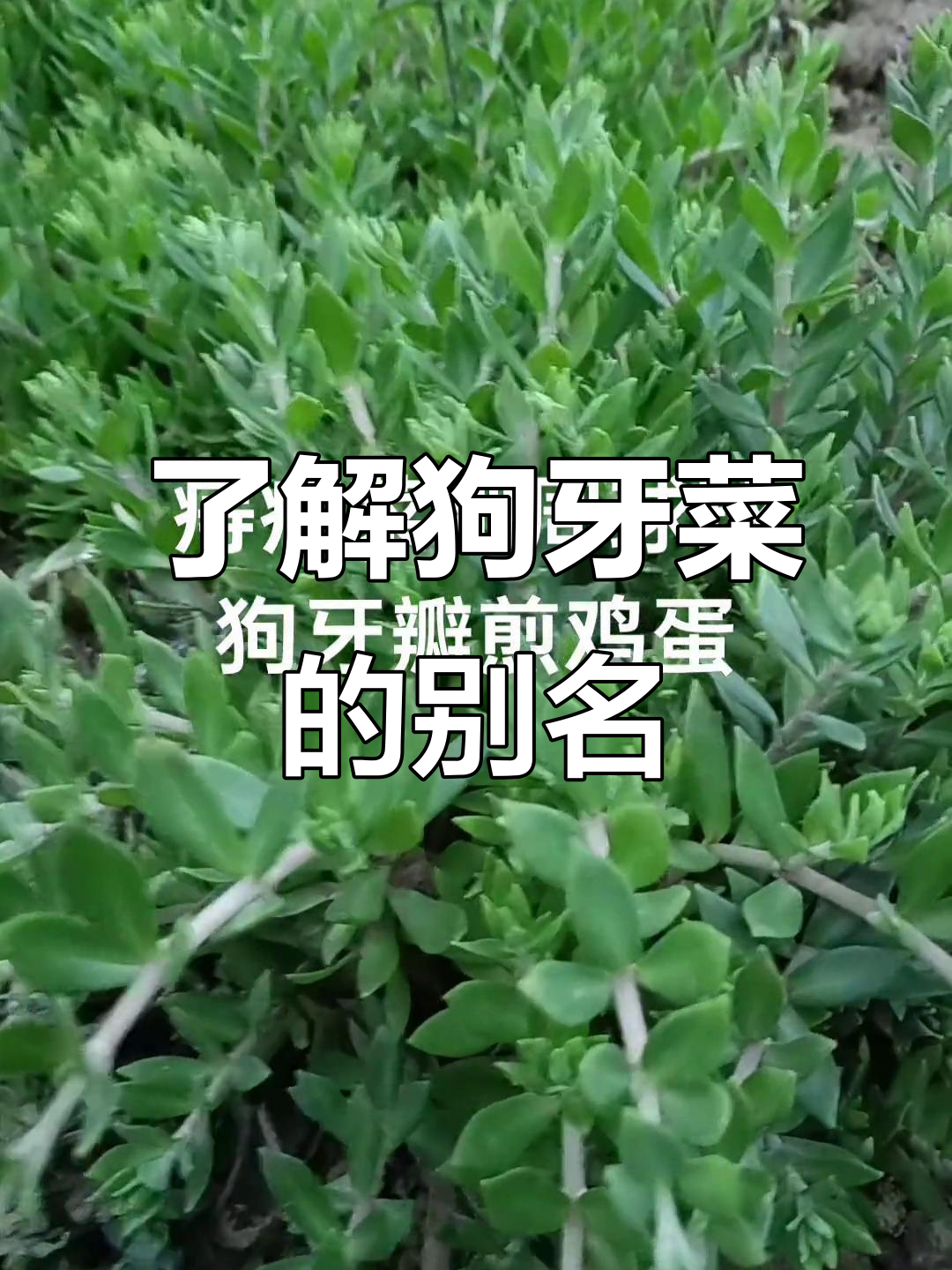 狗牙菜:垂盆草的秘密与魅力