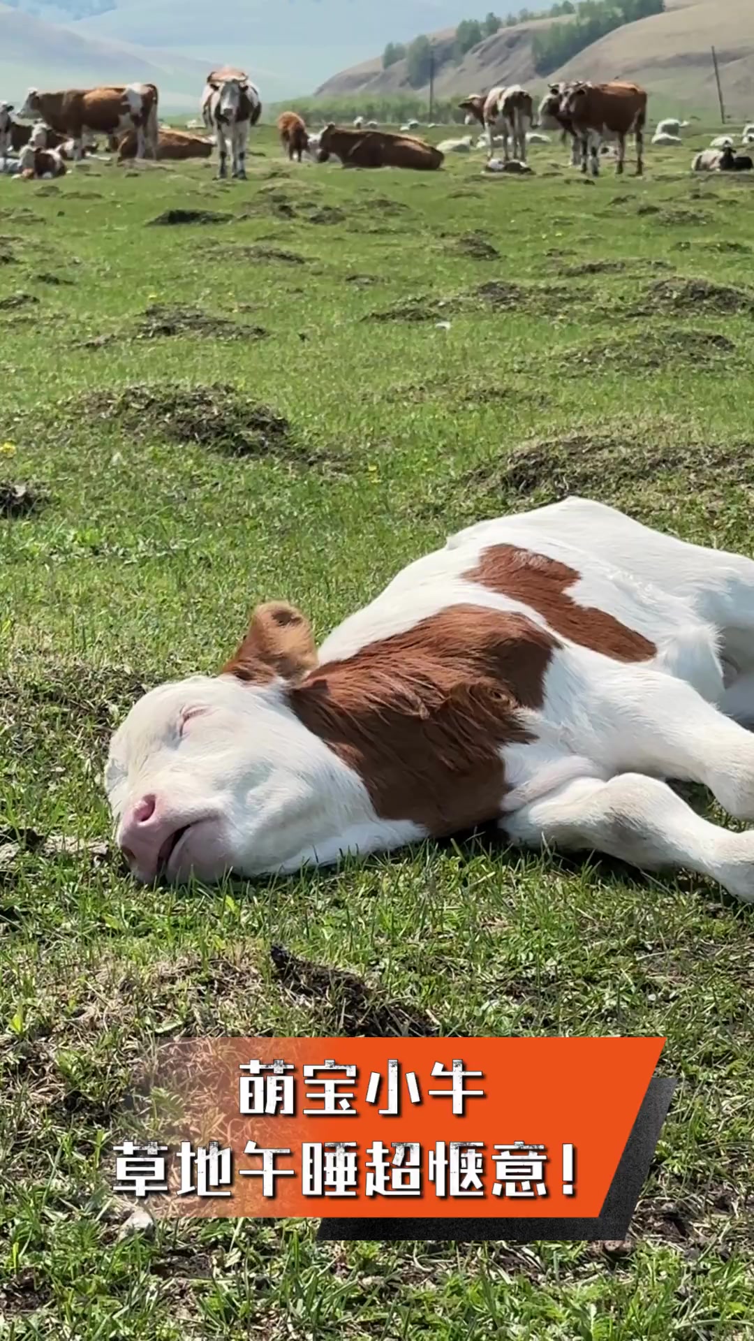 萌宝小牛,草地午睡超惬意!