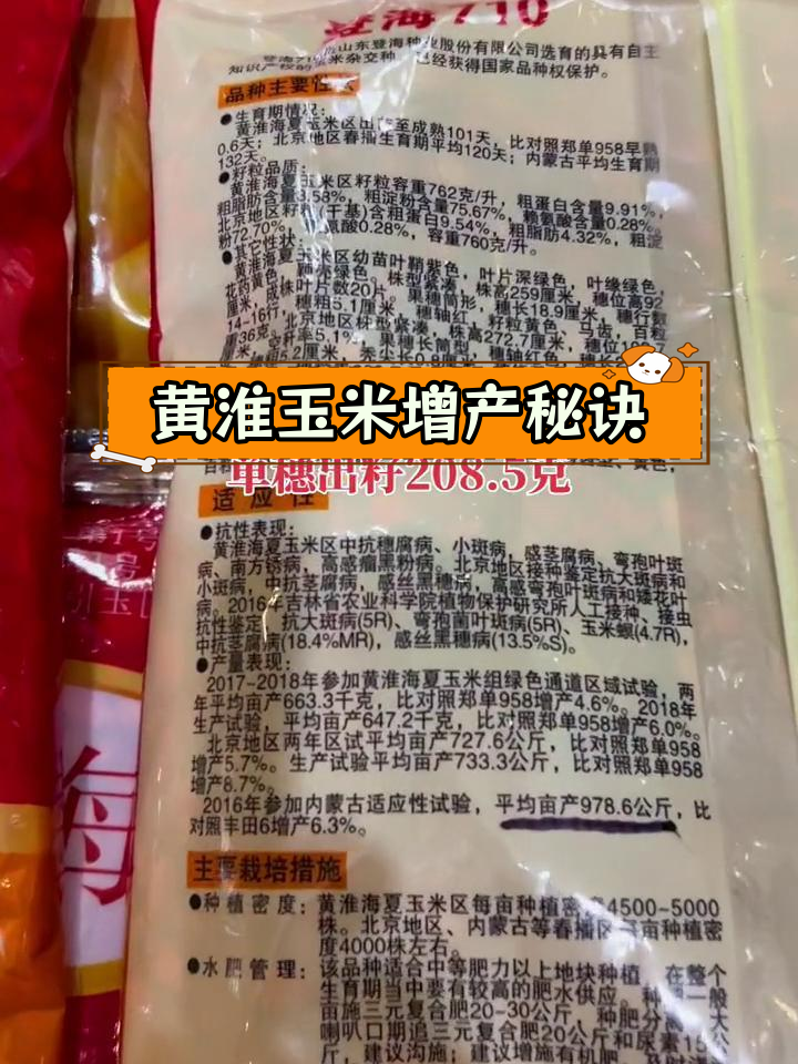 登海111玉米品种介绍图片