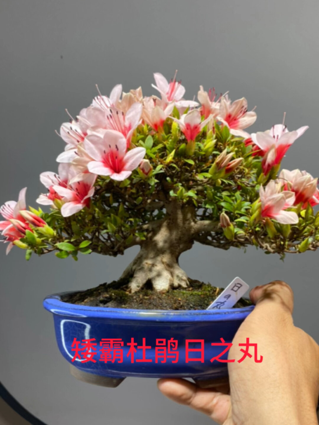 矮霸日之丸皋月杜鹃微型盆景盆栽