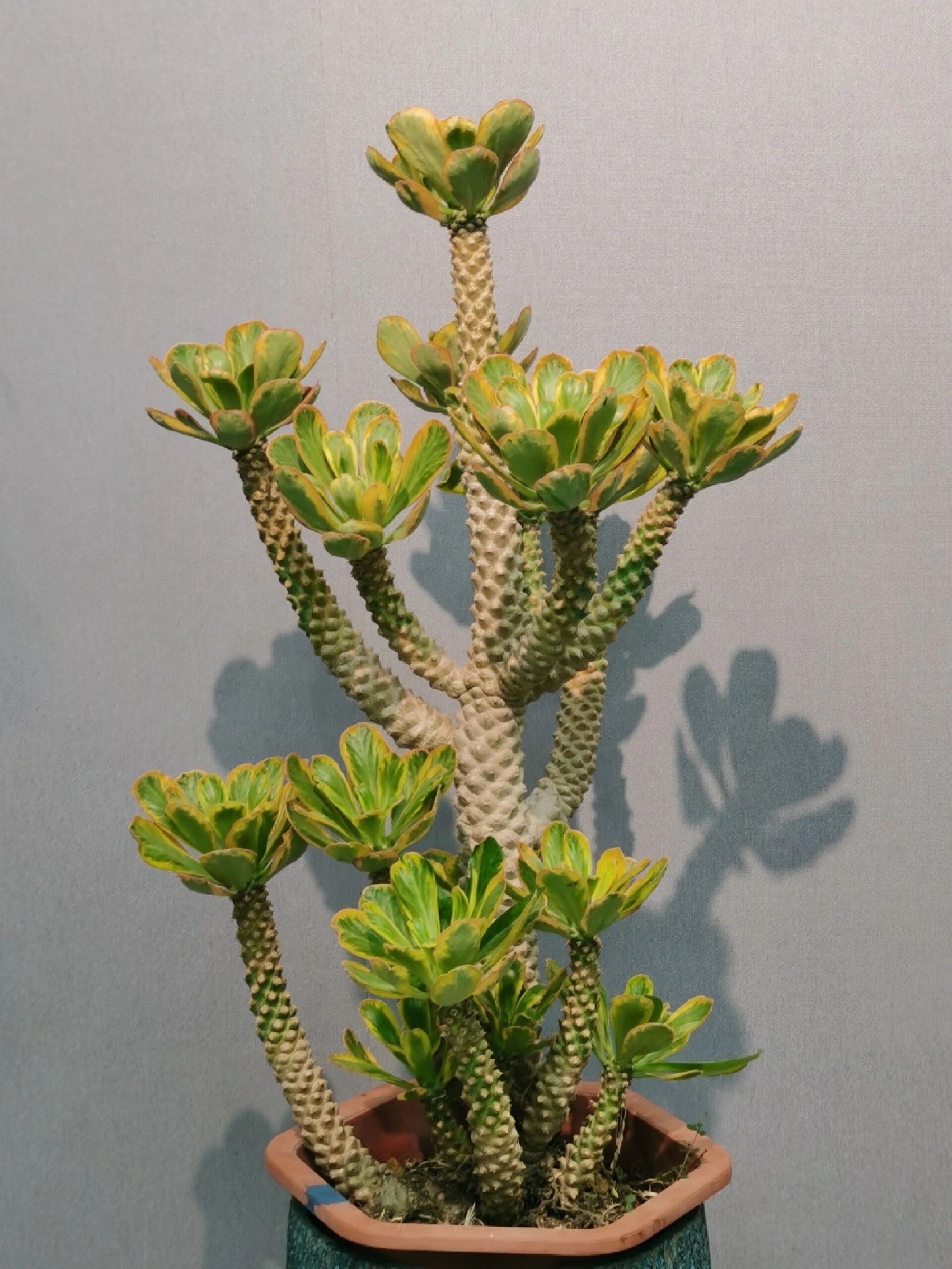 戳中扇贝麒麟锦养护秘诀!