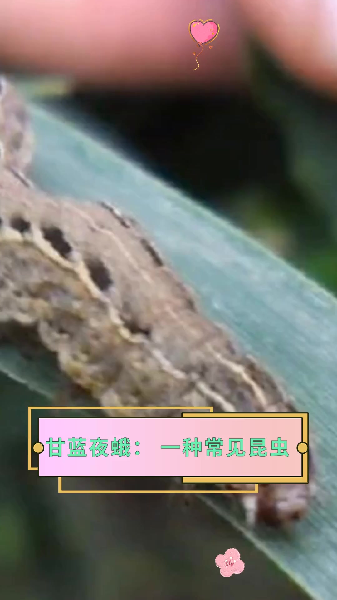 甘蓝夜蛾:一种常见昆虫