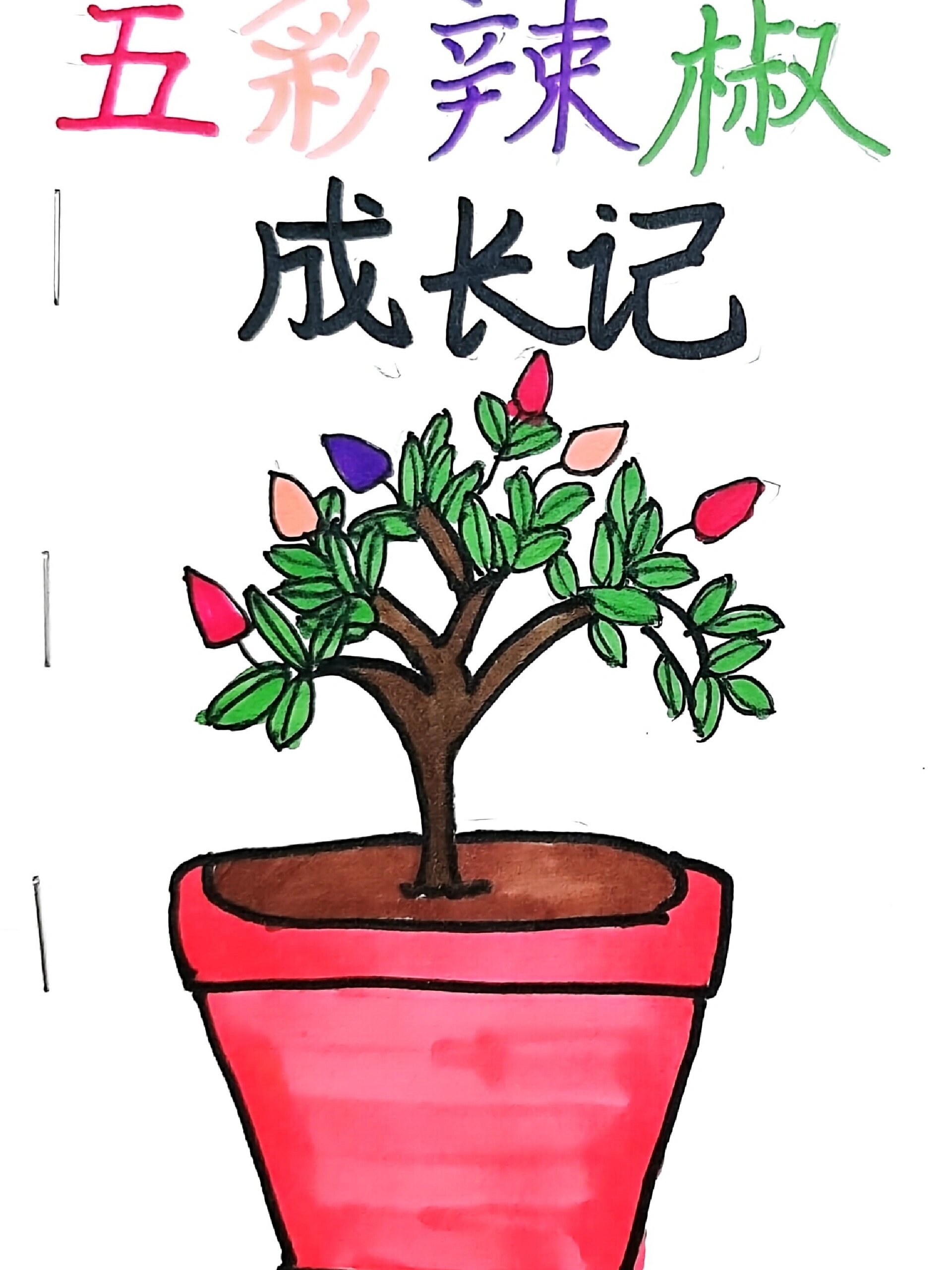 慢慢长大的五彩椒