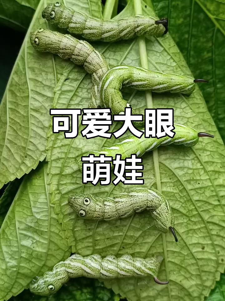 大眼睛糖宝,甜美笑容与完美身形让人心动